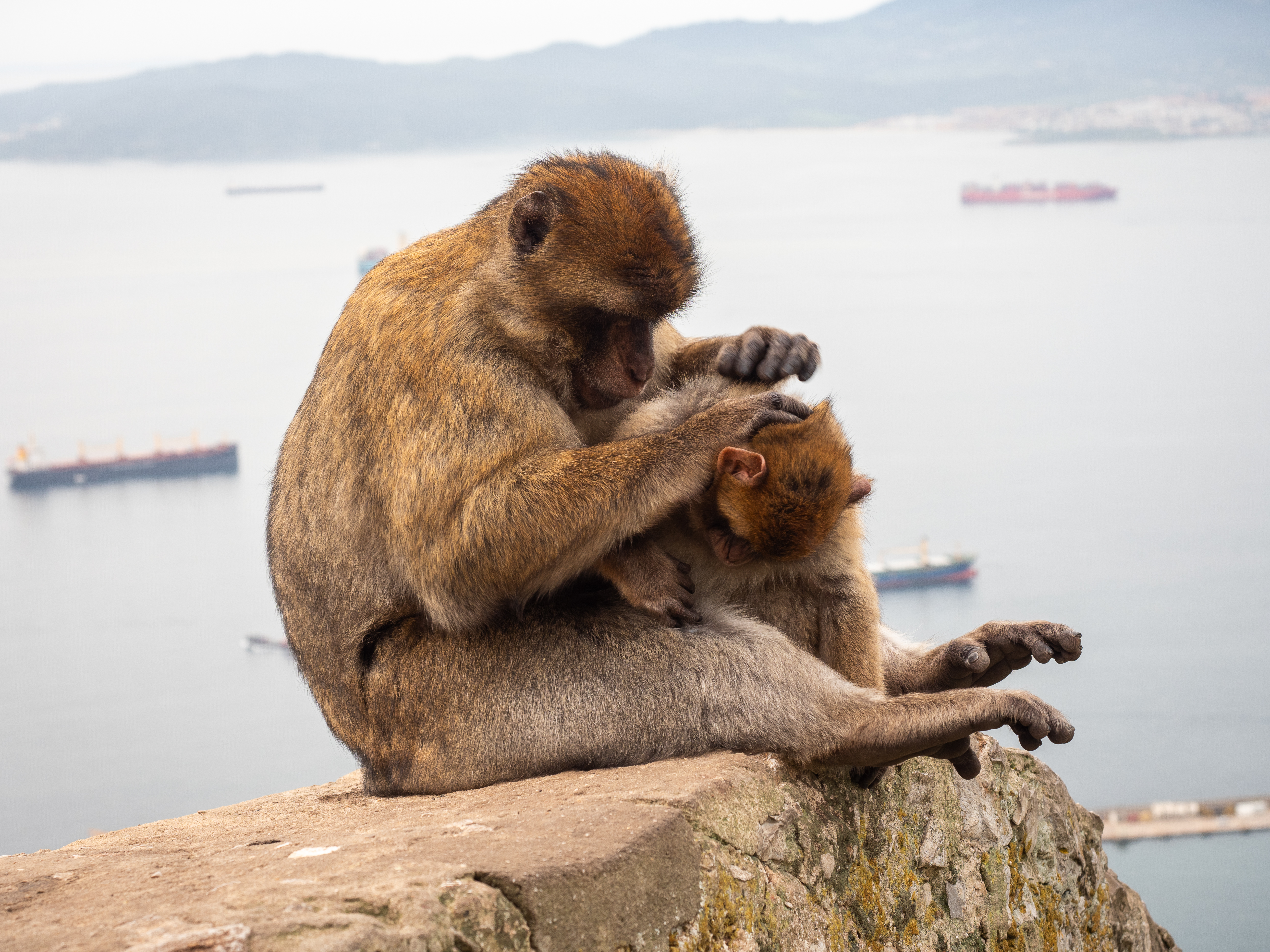 Barbary gibraltar