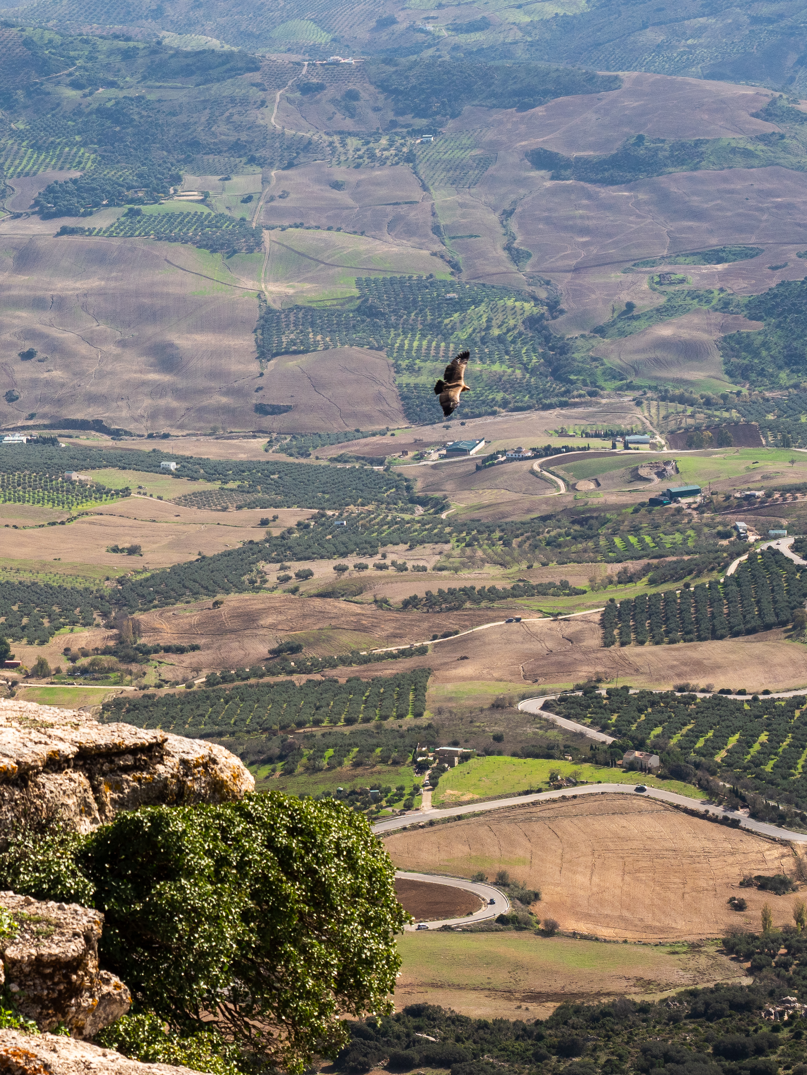El Torcal de Antequera. Vulture