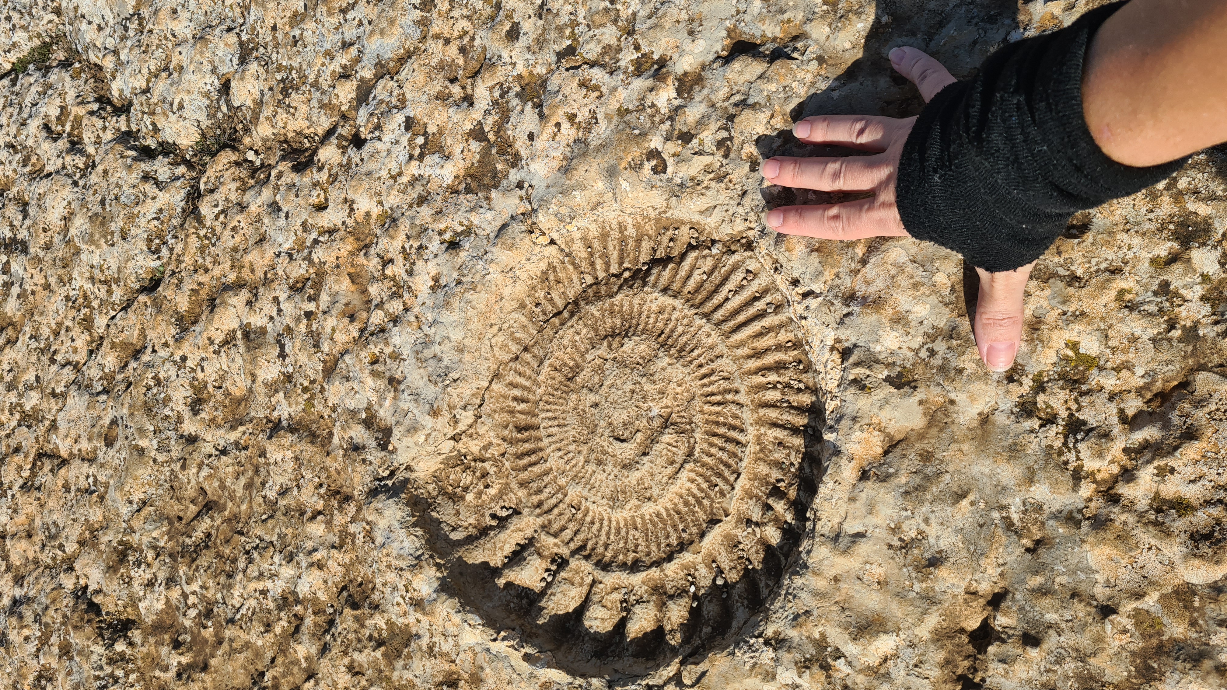 El Torcal de Antequera. Ammonites